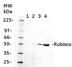 fluorescent western blot detection of Rubisco